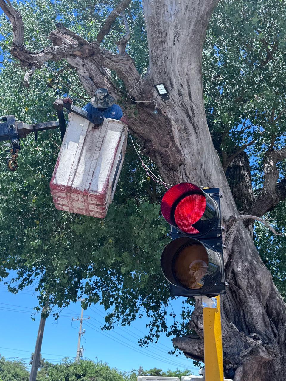 “Avanza programa de arborización y señalización vial para mejorar la imagen urbana y la seguridad de la población”: COMUN Ahome.
